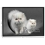 Pets-easy - Alfombra de gato persa, color blanco, poliamida, blanco, 60 x 80 cm