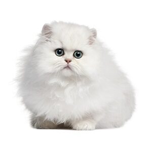 gato persa silver chinchilla