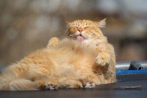 obesidad gato persa