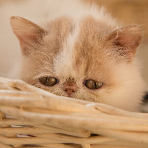 gato persa gris bebe