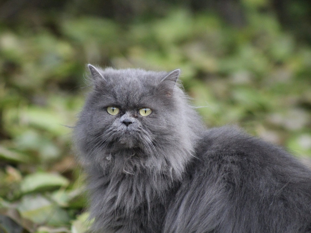 gato persa negro